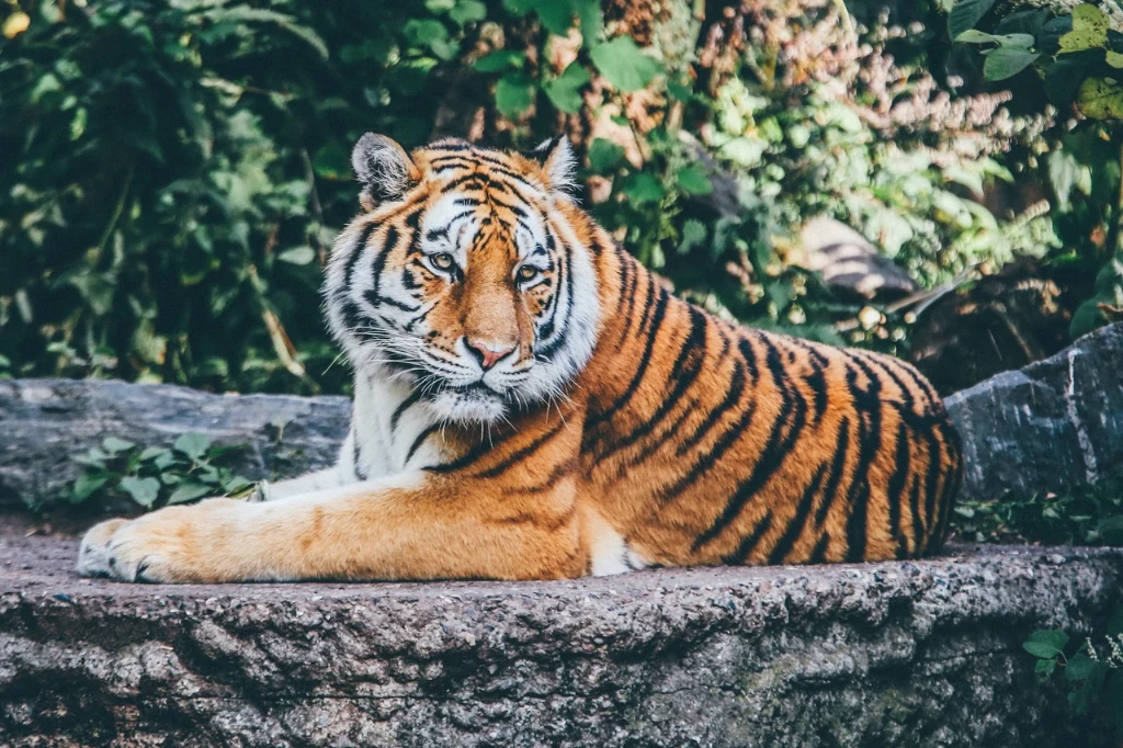 Красиві тварини: хто і навіщо так виглядає?